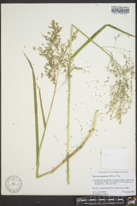 Glyceria canadensis image