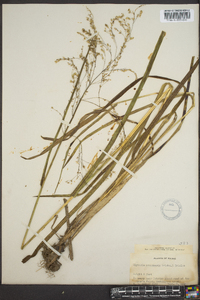 Glyceria canadensis image