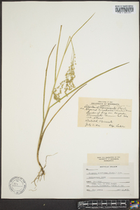 Glyceria canadensis image