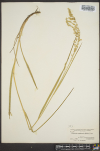 Glyceria canadensis image