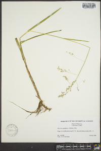 Glyceria canadensis image