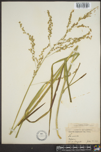 Glyceria canadensis image