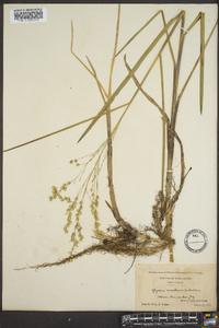 Glyceria canadensis image