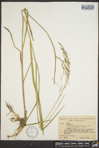 Glyceria canadensis image