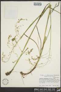 Glyceria canadensis image