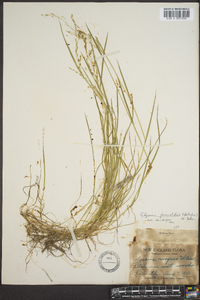 Glyceria fernaldii image