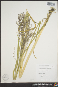 Glyceria grandis image