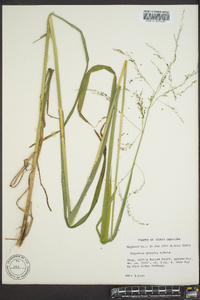 Glyceria grandis image