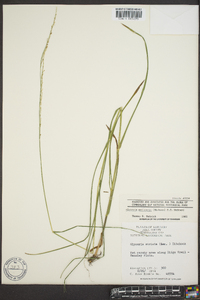 Glyceria melicaria image