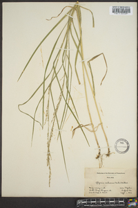 Glyceria melicaria image