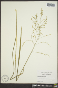 Glyceria melicaria image