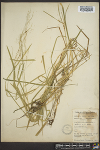 Glyceria melicaria image