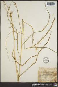 Glyceria melicaria image