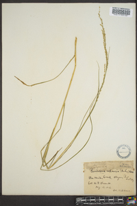 Glyceria melicaria image