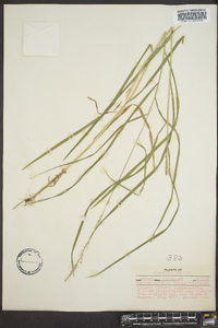 Glyceria melicaria image