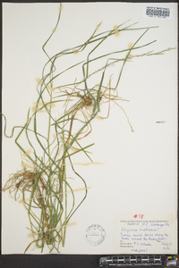 Glyceria melicaria image