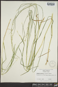 Glyceria melicaria image