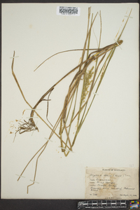 Glyceria obtusa image