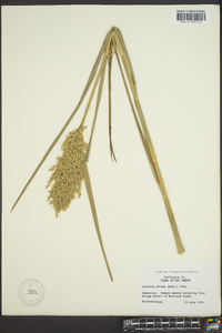 Glyceria obtusa image