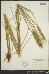 Glyceria obtusa image