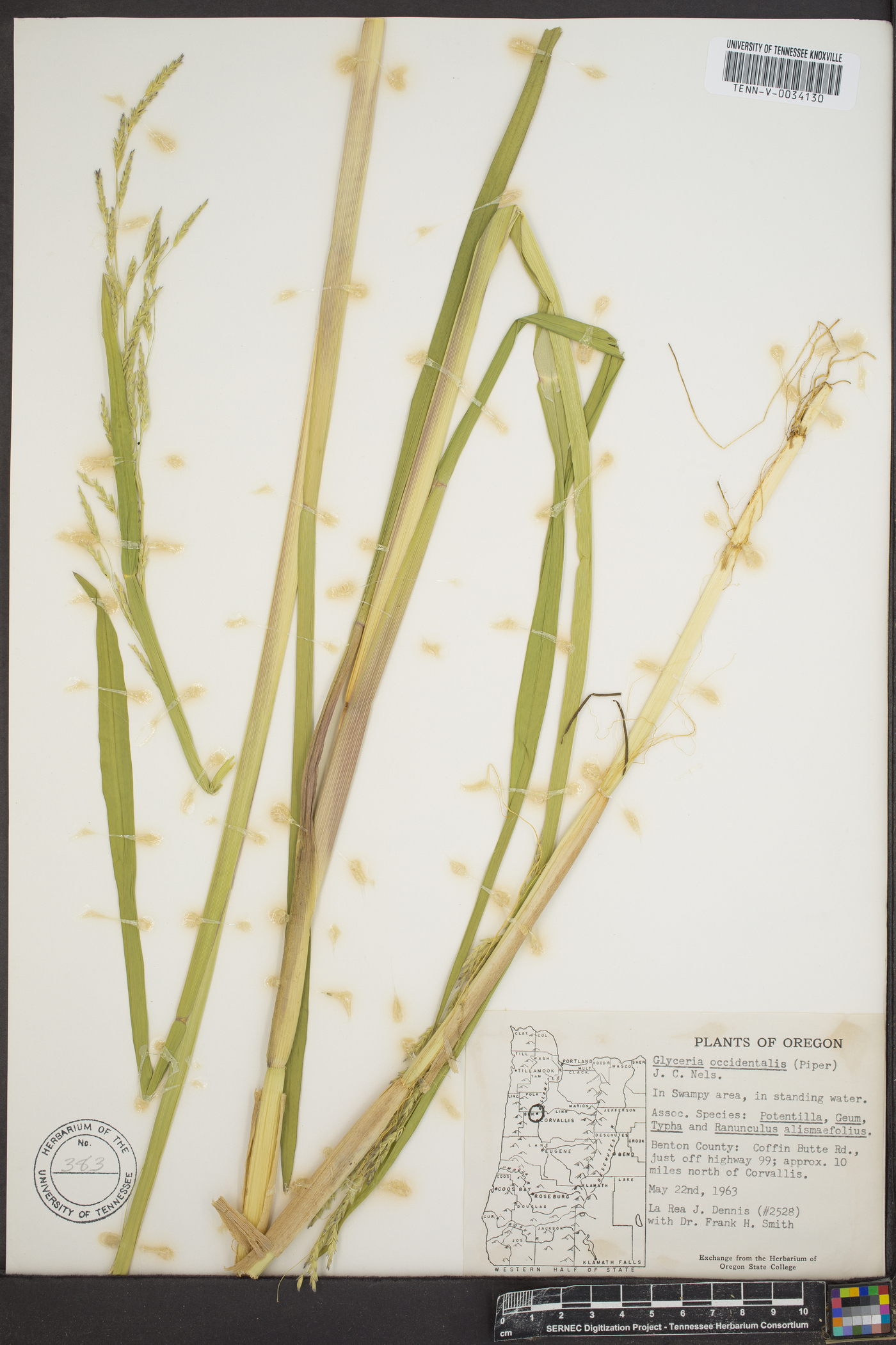 Glyceria occidentalis image