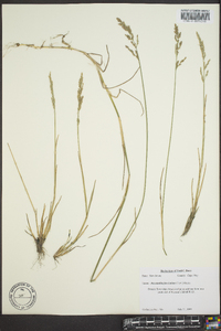 Puccinellia fasciculata image