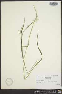 Festuca obtusa image