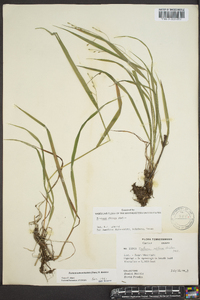 Festuca obtusa image