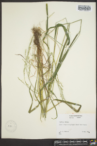 Festuca obtusa image