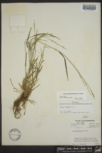 Festuca obtusa image