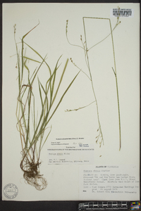 Festuca obtusa image