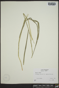 Festuca obtusa image