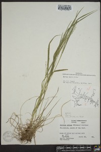 Festuca obtusa image