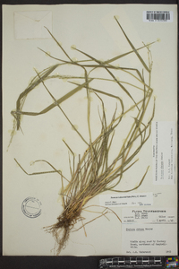 Festuca obtusa image