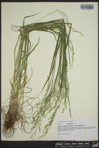 Festuca obtusa image