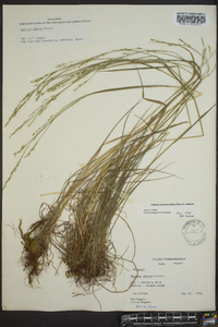 Festuca obtusa image