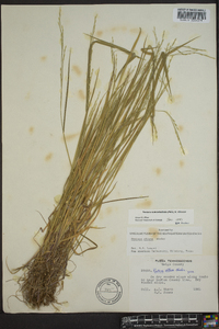 Festuca obtusa image