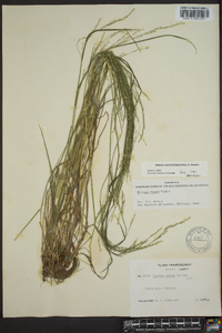 Festuca obtusa image