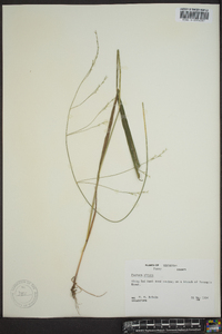 Festuca obtusa image