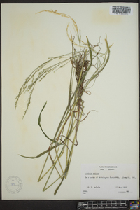 Festuca obtusa image