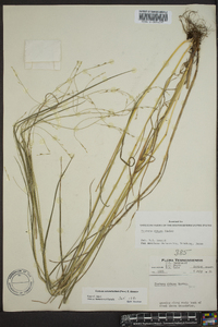 Festuca obtusa image