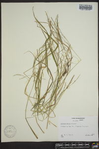 Festuca obtusa image