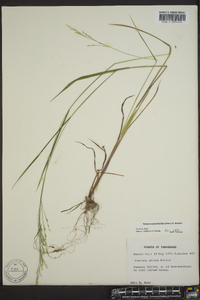 Festuca obtusa image