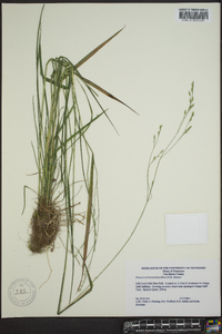 Festuca obtusa image