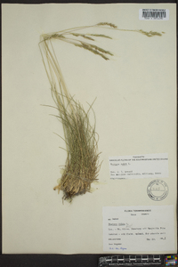 Festuca rubra image