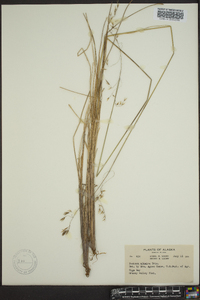 Festuca altaica image