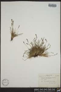 Festuca brachyphylla image