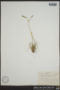 Festuca brachyphylla image