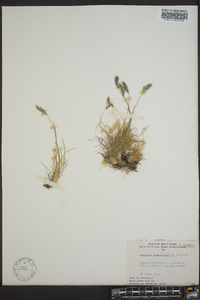 Festuca brachyphylla image
