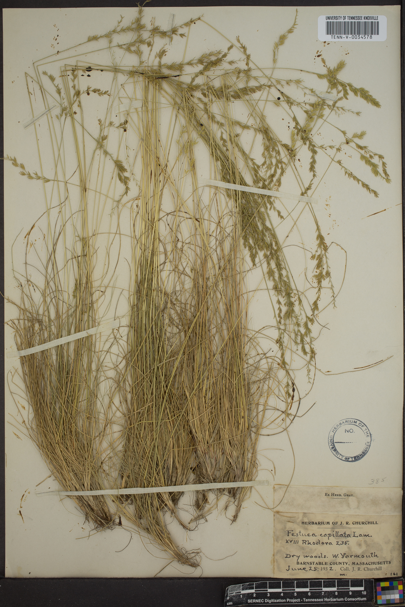 Festuca filiformis image